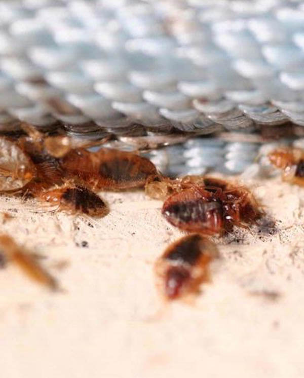 Bedbugs Pest Control